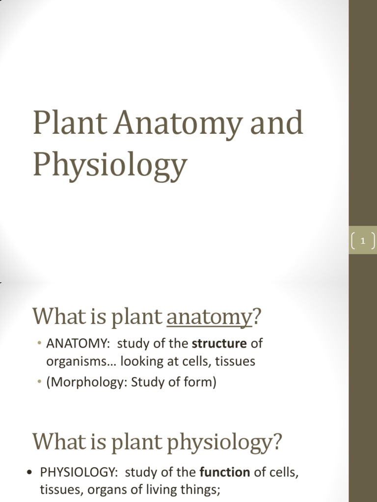 Plant Anatomy and Physiology Overview | PDF | Plant Stem | Root