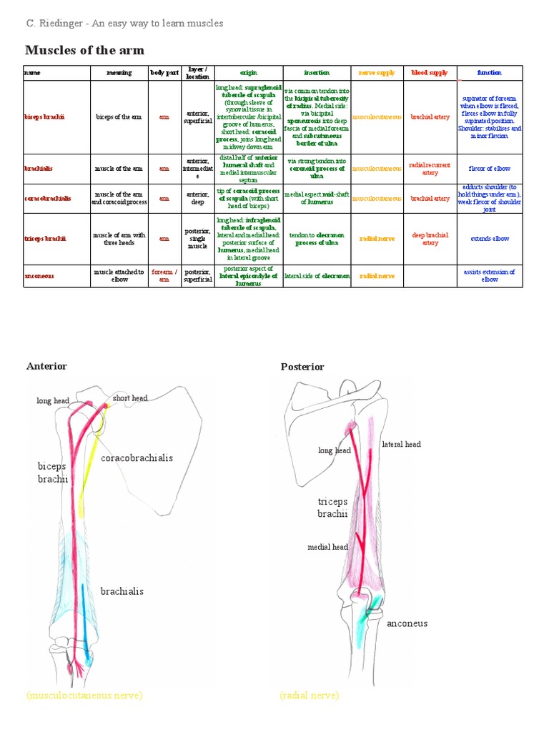 Upper Limb - Median Nerve - Gross Anatomy Flashcards
