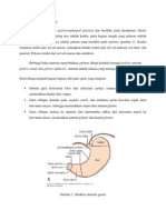 Anatomi dan Fisiologi Appendix Manusia | PDF