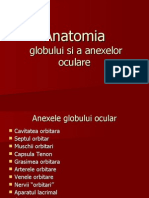 Anatomia Globului Ocular