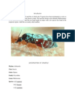 Classification of Sandfly