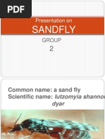 Download sand fly ppt  by Taqbir Talha SN174491789 doc pdf