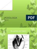 Podologia equinos 2013-1