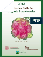 Strawberry PDF