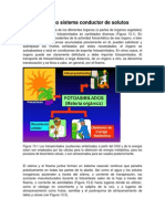 Floema como sistema de translocación de solutos