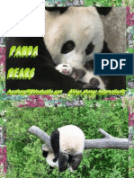 Funny Panda Bears