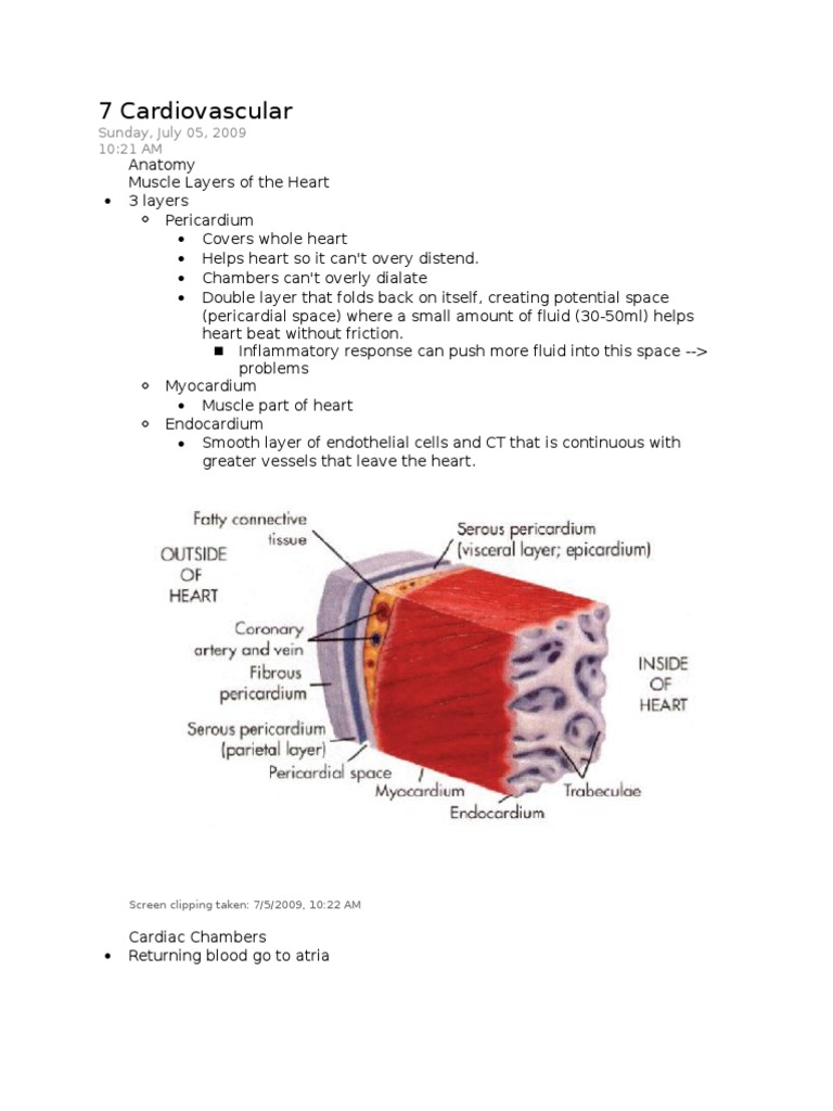Heart Anatomy and Function Explained | PDF | Travel