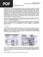 B C - 4 - Especializacao Da Membrana Celular