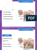 Función Hipotalámica Hipofisiaria