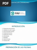 Presentación Camarones.