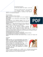 15 Musculos-Quiro 3