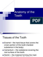 02.Anatomy of the Teeth - Edited
