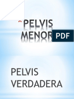 Pelvis Menor