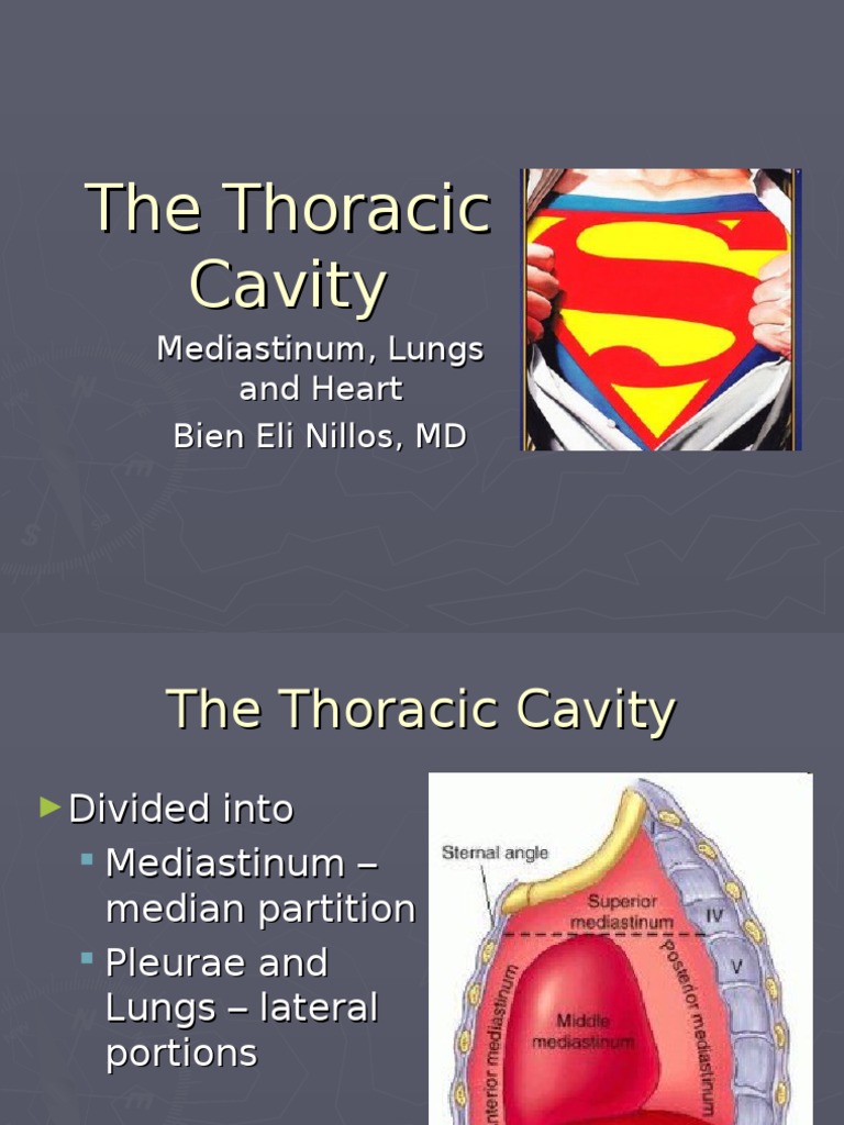 Thoracic Cavity and Mediastinum Anatomy | PDF | Lung | Thorax