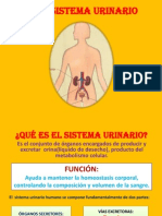 El Sistema Urinario