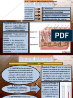 Tema 4 La Piel