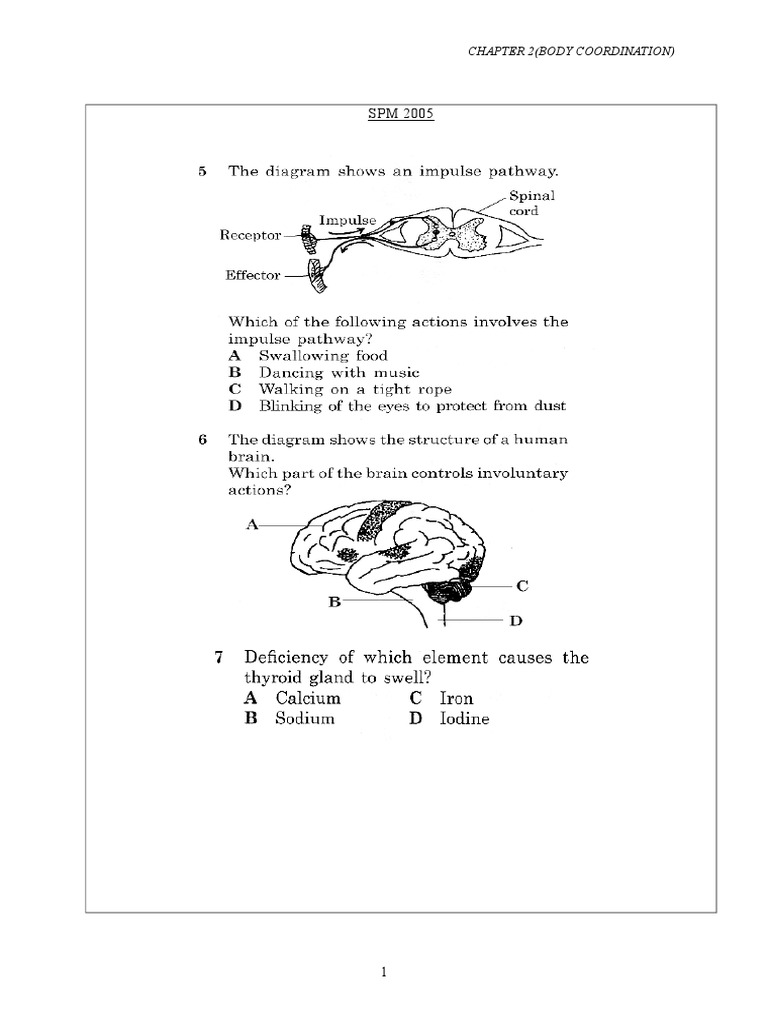 Body Coordination in SPM Exams | PDF | Technology & Engineering