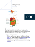 Human Digestion Process