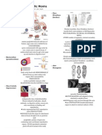 Triploblastic Worms