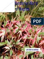 Japanese Maples Amoenum Group