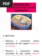 Celulas Eucariotas