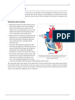 Heart Chamber Functions and Anatomy