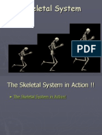 Skeletal System in Detail