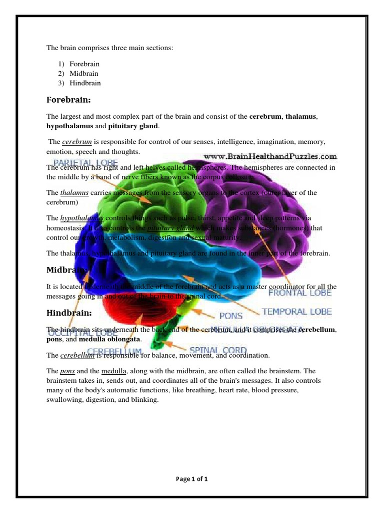 Brain Structure and Functions Overview | PDF