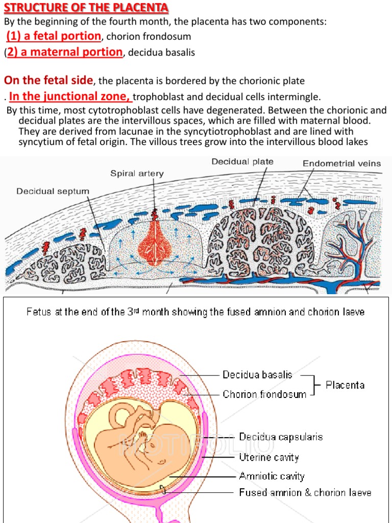 Placental Structure & Function | PDF | Placenta | Twin