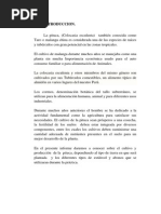 Download Practica de Cultivo de La Pituca o Colocasia Esculenta by Colquier Coronado Roberto SN175577535 doc pdf