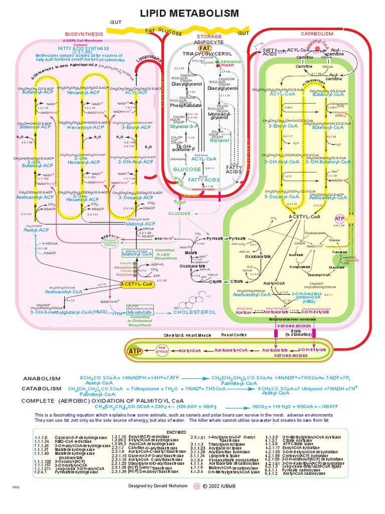 Lipid Metabolism | PDF | Lipid | Enzyme