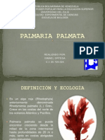 Palmaria Palmata