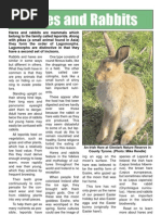 Download Hares and rabbits factsheet by Irish Council Against Blood Sports SN17571060 doc pdf