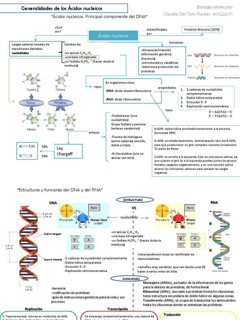 Mapa Conceptual De Cidos Nucleicos Pdf Rna Cidos Nucleicos/mapa Mental ...