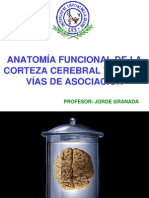Anatomía funcional de la corteza cerebral y de las vías de asociación