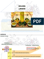 4 - Lipidos