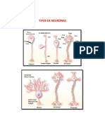 Tipos de Neuronas