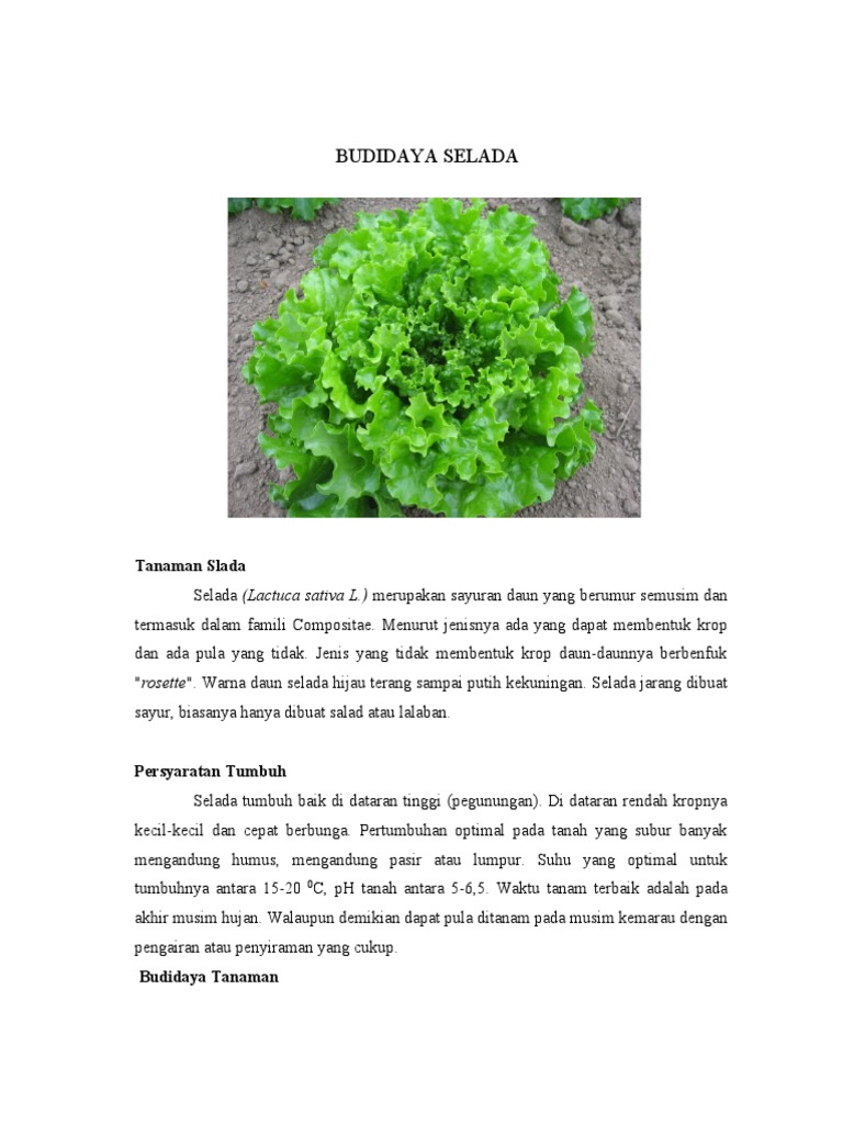 Budidaya Selada makalah Budidaya Selada makalah