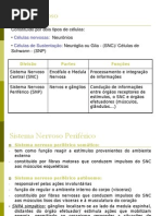 Tecido Nervoso