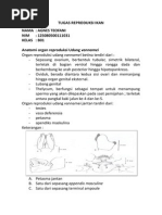 Download Anatomi Organ Reproduksi Udang Vannamei Dan Windu by Ravendi Ellyazar SN176282366 doc pdf