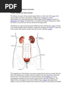 Download Chronic Kidney Disease Overview by omie22 SN17647546 doc pdf