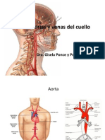 Arterias y Venas Del Cuello