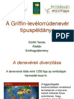Hipposideros GorfolT PDF