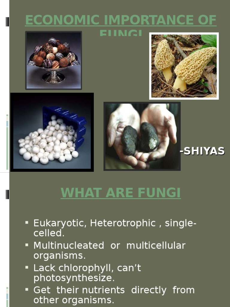 Worksheet 17-3 fungi answer key image