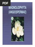 Download Divisi Magnoliophyta by Wachiel Arhamz SN176715719 doc pdf