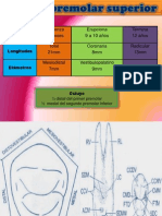 Primer Premolar Superior