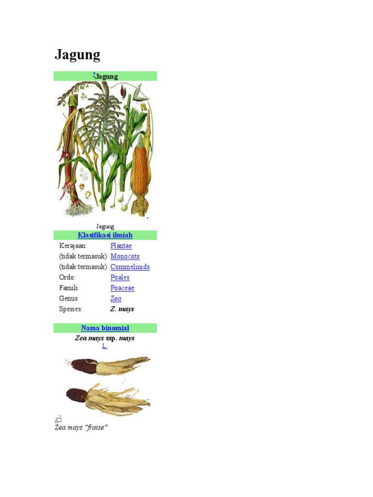 Jagung Pdf
