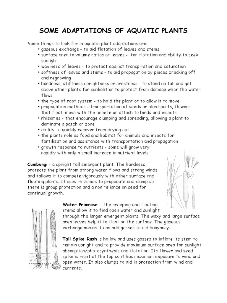 Aquatic Plants Adapt PDF Plants Seed