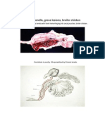 Eimeria Tenella, Gross Lesions, Broiler Chicken