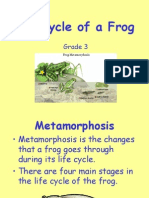 Life Cycle of A Frog: Grade 3